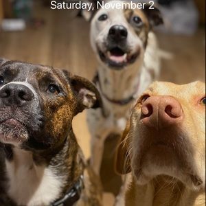 Meet your Posher, Abram